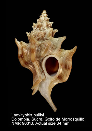 Laevityphis bullisi.jpg - Laevityphis bullisi (Gertman,1969)
